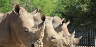 White rhinos found dead